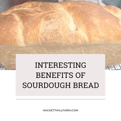 Sourdough bread is gaining in popularity today, but why? What are the benefits of sourdough bread, and why should you start baking today! Sourdough Benefits, Digestion Process, Regulate Blood Sugar, Wild Yeast, Food System, Gluten Intolerance, Yeast Bread, Delicious Bread, Nutrient Dense