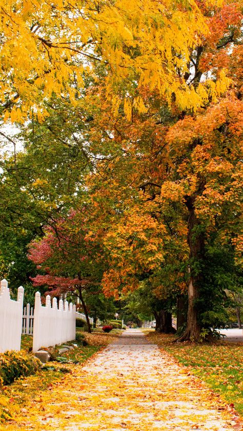 Fall picture in Kentucky Fall In Kentucky Photography, Romanticizing Autumn, Tis Autumn, Season Pictures, October Aesthetic, Crunchy Leaves, Fall Lovers, Halloween Traditions, Beautiful Landscape Photography