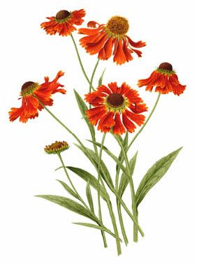 Helenium autumnal by Sarah Adams Fall Blooming Flowers, Flower Drawing Tutorials, Watercolor Flowers Paintings, Autumn Painting, Botanical Drawings, Botanical Flowers, Butterfly Art, Line Art Drawings, Fall Flowers