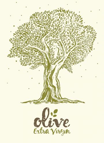 Premium Vector | Hand drawn vector illustration of olive tree Olive Tree Illustration, Black Olive Tree, Tree Vector, Lino Art, Tree Logos, Hand Drawn Vector Illustrations, Vector Sketch, Tree Illustration, Tree Silhouette