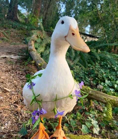 cute aesthetic duck with flowers Aesthetic Duck, Duck Aesthetic, Only Aesthetic, Cute Aesthetic, Ducks, I Hope, Flowers