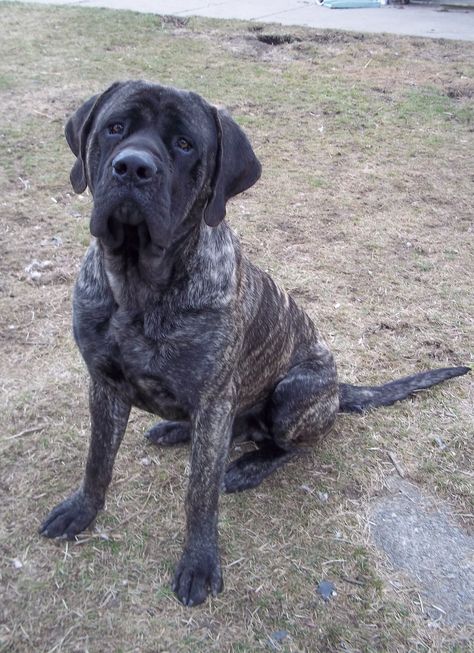 I love my English Mastiff! Brindle English Mastiff, Brindle Mastiff, English Mastiff Dog, English Mastiff Puppies, Mastiff Breeds, Mastiff Puppies, Deeply In Love, Mastiff Dogs, English Mastiff