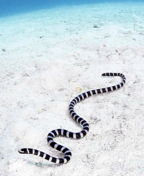 Sea Krait, Ocean Sleeve, Danger Noodle, Sea Snake, Snake Drawing, Bbc Earth, Life Under The Sea, Motion Photography, Sea Serpent