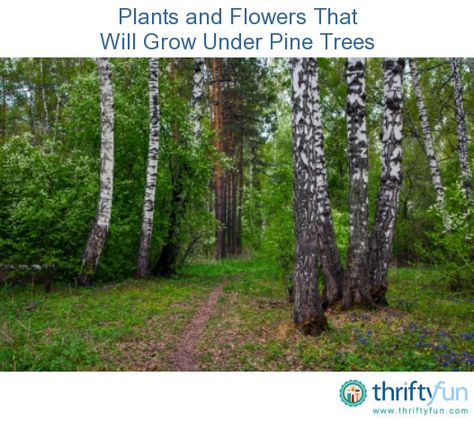 This is a guide about plants and flowers that will grow under pine trees. Impatiens, wallerana, trillium, lungwort, hellebores, Virginia bluebells, rhododendron, azalea, hydrangea, cardinal flower, hosta, Jacob's ladder, Canadian ginger, saxifraga, heuchera, hepatica, ferns, barren strawberry, big-root geranium, lily-of-the-valley, bishop's hat, dead nettle and sweet woodruff. Pine Tree Garden, Virginia Bluebells, Sweet Woodruff, Cardinal Flower, Garden Flower Beds, About Plants, Tree Garden, Jacob's Ladder, Woodland Garden