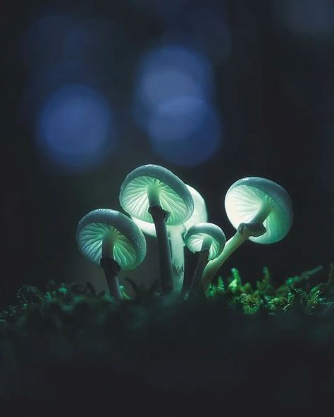 Mushroom Cluster, Fishing Apparel, Photography Artwork, Concept Shop, Unusual Plants, Mountain Photography, Organic Matter, The Passion, Macro Photography