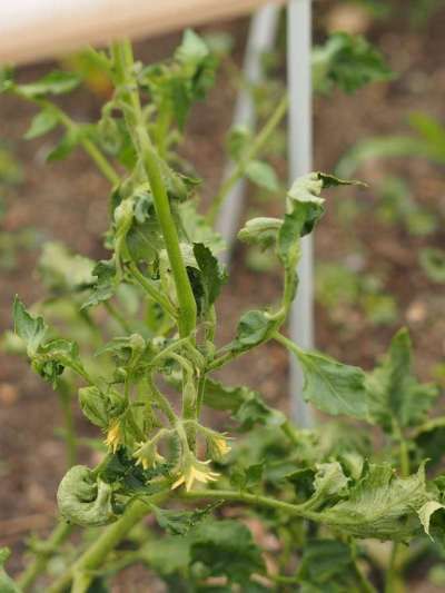 Tomato Plant Diseases, Tomatoes Plants Problems, Tomato Disease, Tomato Growers, Morning Glory Seeds, Cherry Tomato Plant, Growing Tomatoes In Containers, Identify Plant, Tomato Plant