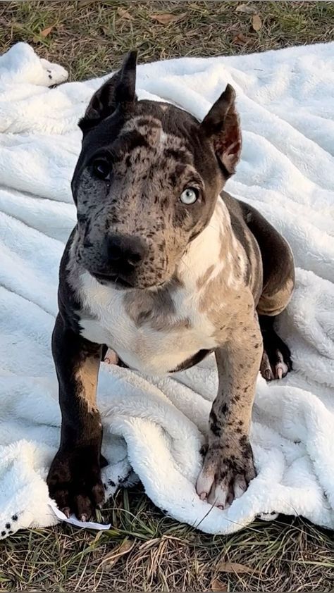 American Bully Puppy, American Bully Dog, Bully Puppy, Bully Breeds Dogs, Cute Dogs Images, Very Cute Puppies, Catahoula Leopard Dog, Dog Family, Catahoula Leopard