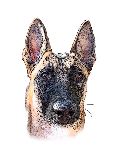 Belgian Malinois Drawing, Malinois Drawing, Shepherd Drawing, Berger Malinois, Belgian Malinois Dog, Malinois Dog, Belgian Shepherd, Art To Make, Belgian Malinois