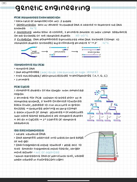 Grade 12 Biology Notes, Biology Digital Notes, Biology Notes Ipad, Honors Biology Notes, Organisation Biology Notes, Bio Medical Engineering, Medical Engineering, Science Revision, School Organisation