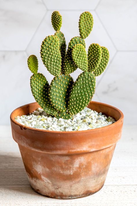 Cactus Indoors, Succulent Fertilizer, Bunny Ear Cactus, Opuntia Microdasys, Cactus House Plants, Succulent Potting Mix, Indoor Cactus, Cactus Care, Small Cactus