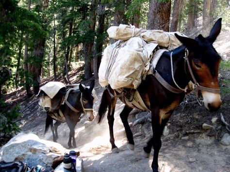 Pack Mules Horse Packing, Draft Mule, Pack Mule, Horse Camping, Labyrinth Garden, Rock Steps, Horse Nutrition, Doomsday Survival, Amish Farm