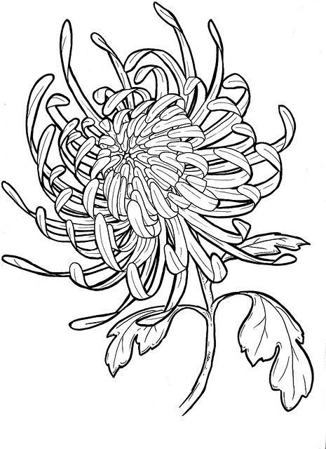 chrysanthemum Crisantemo Tattoo, Chrysanthemum Tattoo, Tattoo Heart, Flower Sketches, Chrysanthemum Flower, Heart Flower, Trendy Flowers, Japanese Flowers, Tattoo Sleeve Designs