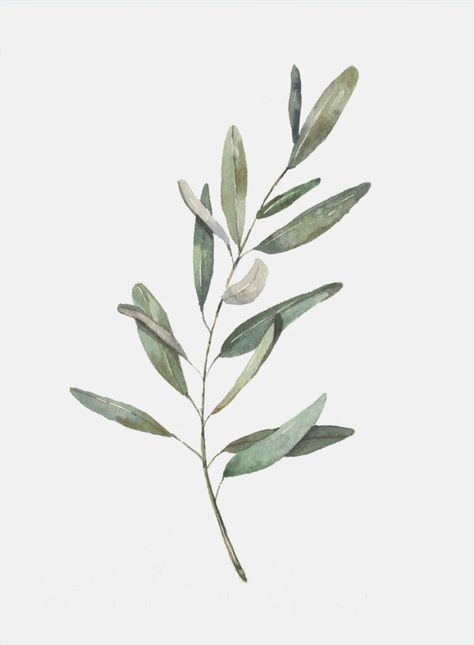 Olive Leaf Drawing, Olive Leaves Drawing, Olive Branch Wallpaper Iphone, Olive Leaf Illustration, Olive Leaves Watercolor, Eucalyptus Branch Drawing, Green Leaf Watercolor, Vintage Olive Branch Illustration, Wallpaper Crafts