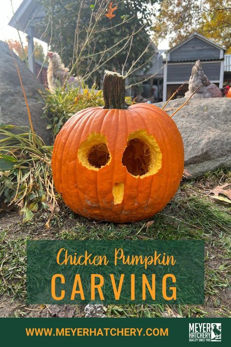 We have an easy and entertaining way to carve pumpkins this fall! Let your chickens do it for you! Chicken Pumpkin Carving, Carve A Pumpkin, Carve Pumpkins, Chicken Pumpkin, Easy Pumpkin Carving, Pumpkin Carving Designs, Healthy Treat, Dyi Projects, Pumpkin Art