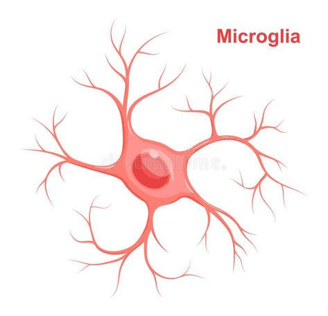 Illustration about Vector Illustration of microglia. Neuroglia glial cell. Illustration of care, microglia, icon - 155443439 Cell Illustration, Glial Cells, Biology Art, Pipe Dream, Grad Cap, Biology, Anatomy, Stock Vector, Vector Illustration