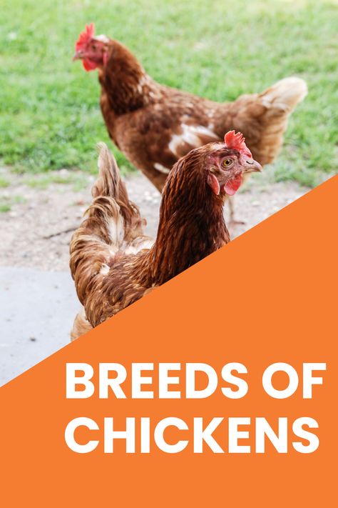 Chicken Breeds And Egg Color, Cold Hardy Chicken Breeds, Meat Chickens Breeds, Breeds Of Chickens, Friendliest Chicken Breeds, Bantam Breeds, Best Egg Layers Chicken Breeds, Olive Egger, Types Of Chickens