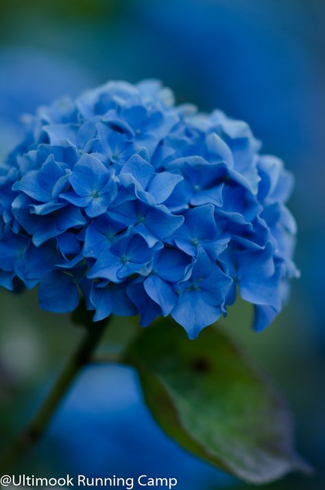 Blue Hydrangea Aesthetic, Teal Hydrangea, Hydrangea Aesthetic, Coastal Flowers, Aesthetic Neon, Blue Hydrangea Flowers, Hydrangea Flower, Blue Hydrangea, Hydrangea