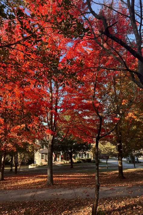 Red For Fall, Red Fall Aesthetic, Fall Leaves Aesthetic, Walk Aesthetic, Leaves Aesthetic, Fall Walk, Tree Aesthetic, Crunchy Leaves, Fall Mood Board