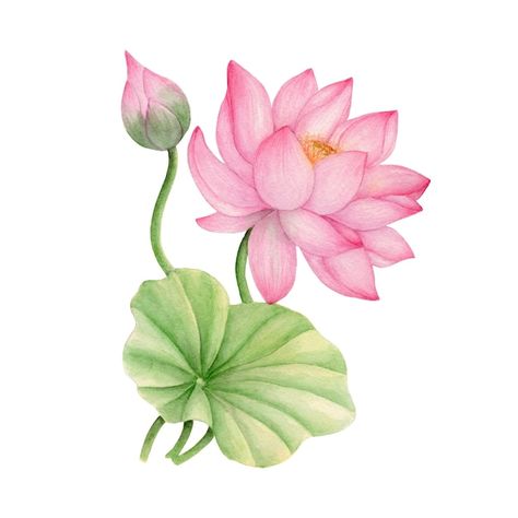 Lotus Drawing, Lotus Flower Painting, Watercolor Lotus, Poster Color Painting, Lotus Flower Art, Lotus Painting, Fabric Painting On Clothes, Lotus Art, Art Painting Gallery