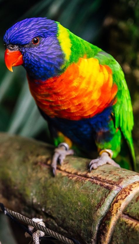 A beautiful rainbow lorikeet. #Animals #Birds #BeautifulBirds #BeautifulCreatures Rainbow Lorikeet Painting, Parotts Bird, Lorikeet Painting, Lorikeet Bird, Australia Birds, Rainbow Birds, Colourful Animals, Rainbow Animals, Australian Parrots