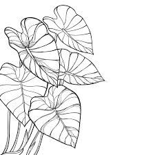 Vector Corner Bunch Of Outline Tropical Leaf Colocasia Esculenta Or Elephant Ear Or Taro Plant In Black Isolated On White. Stock Vector - Illustration of elephant, line: 146657223 Cool Drawings Easy, Colocasia Esculenta, Art Deco Drawing, Taro Plant, Leaf Outline, Leaf Drawing, Plant Drawing, Outline Drawings, Tropical Leaf