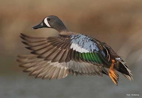 Blue-winged Teal Northern Shoveler, Types Of Ducks, Duck Mount, Names Of Birds, Teal Duck, Blue Winged Teal, Duck Blue, Ducks Unlimited, Bird Wings