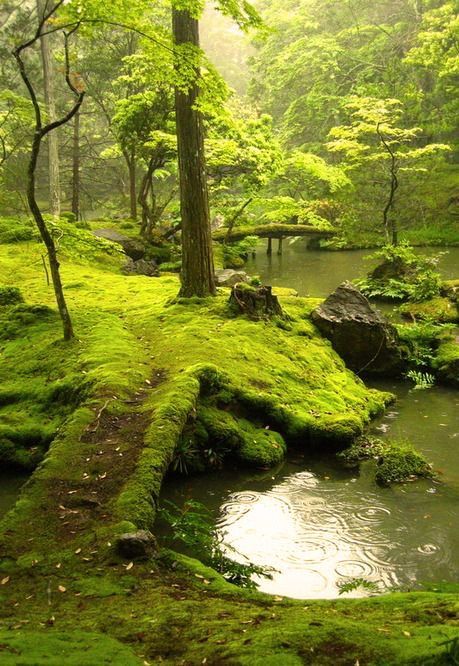 Ireland Landscape Nature, Ireland Landscape, Moss Garden, Nature Adventure, Beautiful Places Nature, Outdoor Wood, Nature Aesthetic, Best Photographers, Japanese Garden