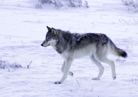 Wolf Walking, Wolf Poses, Wolf Comics, Snow Wolf, Wolf Poster, Wolf Photography, Eagle Pictures, Wolf Photos, Pretty Animals