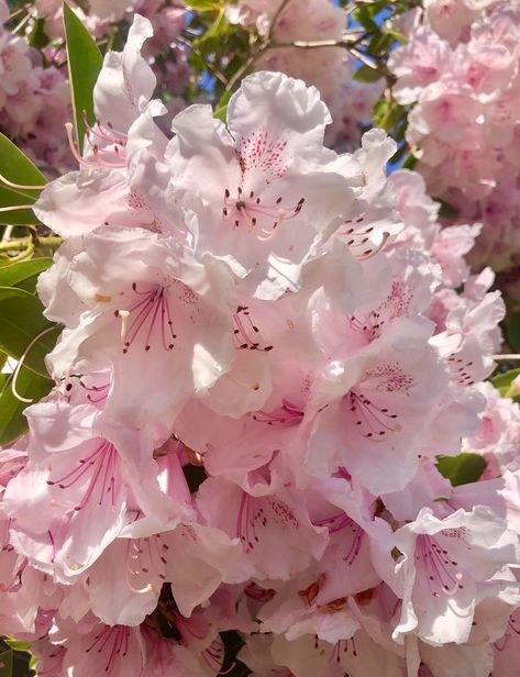 Rhododendron Aesthetic, Pink Astethic, Coast Rhododendron, Pink Flower Names, Rhododendron Flower, Pink Church, Pink Rhododendron, Pretty Flowers Pictures, Pink Nature