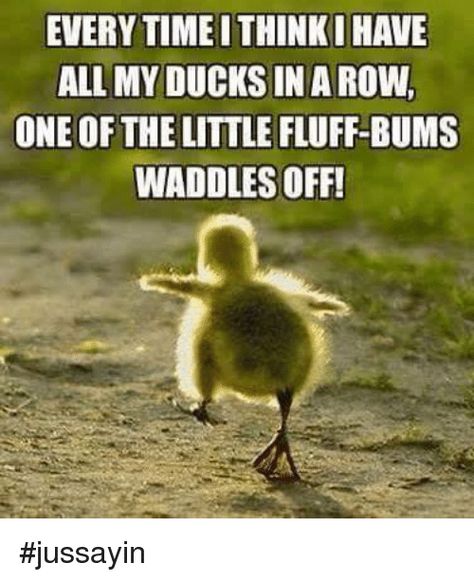 35 Duck Memes That Will Make You Quack All Day - I Can Has Cheezburger? Duck Quotes, Duck Memes, Ducks In A Row, Funny Duck, Rubber Ducks, This Is Your Life, Little Duck, Cute Animal Pictures, Fun Comics