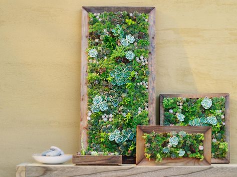 Easy directions for making vertical succulent gardens using a preassembled frame and cuttings from your garden. Succulent Wall Garden, Succulent Wall Planter, Vertical Succulent Gardens, Succulent Landscape Design, Succulent Garden Indoor, Vertical Vegetable Garden, Succulent Gardens, Succulent Landscaping, Succulent Wall Art