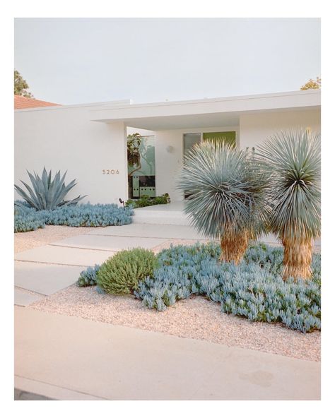 Desert Scape Landscaping Ideas, Modern Southwest Landscaping, Palm Springs Landscape Design, Modern Cactus Landscaping, Palm Springs Yard, Front Yard Landscaping Australian Modern, Desert Modern Living Room, Cactus Landscaping Front Yards, Arizona Front Yard Landscaping