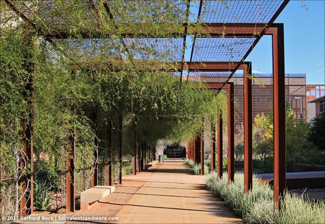 Shade Structure For Garden, Pergola Landscape, Pergola Glycine, Pergola Architecture, Southern New Mexico, Steel Architecture, Covered Walkway, Desert Life, Sonoran Desert