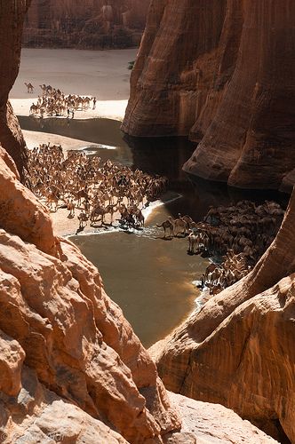 camels in ‘camel canyon’, ennedi ouest, borkou-ennedi-tibesti, chad Chad Africa, Desert Sahara, Landlocked Country, Central African Republic, Central Africa, World Best Photos, Central African, Africa Travel, In The Desert