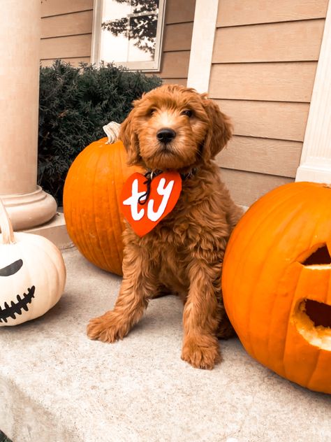 Goldendoodle Halloween Costume Dogs, Mini Goldendoodle Halloween Costume, Doggie Halloween Costumes, Labradoodle Costume Halloween, Labradoodle Halloween Costumes, Golden Doodle Costume Ideas, Puppy Halloween Costume Pets, Golden Doodle Outfits, Golden Doodle Costumes