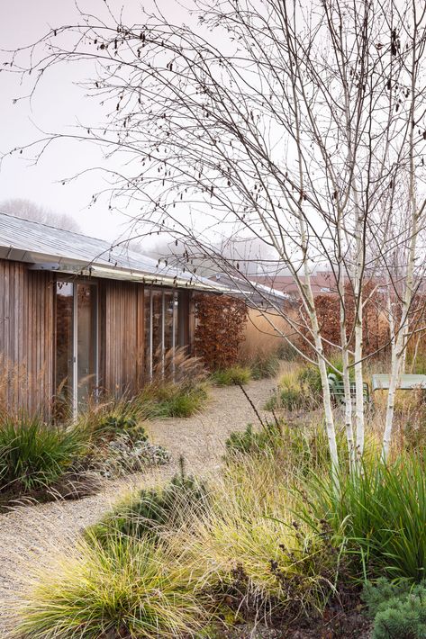 Suffolk Walled Garden in winter | a naturalistic walled garden in East Suffolk Uk Garden Ideas, Sesleria Autumnalis, English Landscape Garden, Garden Ideas Uk, Birch Trees Landscaping, Naturalistic Garden, Garden Seating Area, Garden Hedges, Australian Native Garden