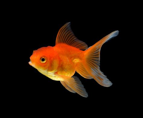 Goldfish Photography, Fish Diagram, Goldfish Species, Common Goldfish, Goldfish Types, Goldfish Food, Pet Goldfish, Fish Pictures, Fish Png