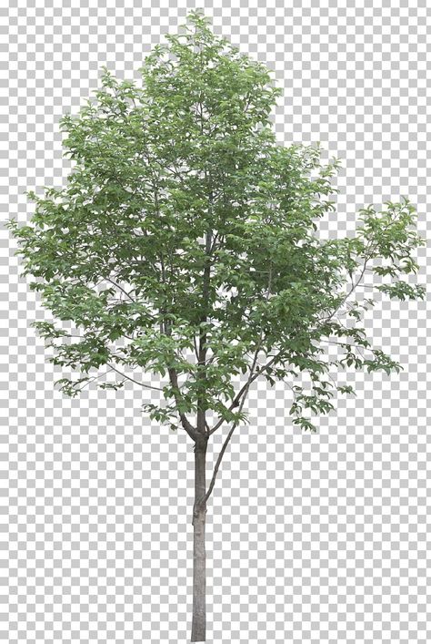 Architecture Model Trees, Tree Photoshop, Plant Png, Architecture Drawing Presentation, Plane Tree, Architecture Drawing Sketchbooks, Architecture Drawing Plan, Tree Textures, Conceptual Architecture