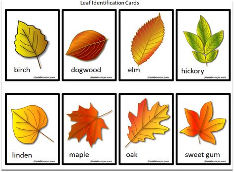 Printable Leaf Identification Chart and Cards Set Leaf Identification For Kids, Leaf Identification Chart, Leaf Parts, Different Types Of Leaves, Leaf Printables, Leaves Name, Leaf Identification, Types Of Trees, Printable Leaves