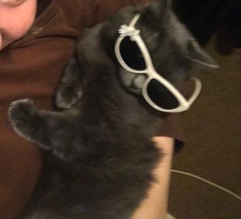 Cat Wearing Sunglasses, Cat Wearing Glasses, Evil Cat, Heart Glasses, Cat Glasses, Cat Sunglasses, Silly Cats Pictures, Cool Glasses, Black Pins