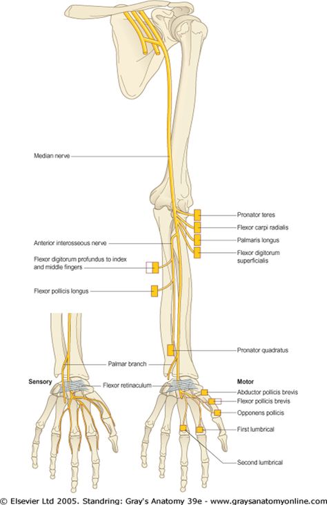 Musculocutaneous Nerve, Triceps Brachii Muscle, Upper Limb Anatomy, Arteries Anatomy, Anatomy Notes, Nerve Anatomy, Brachial Plexus, Ulnar Nerve, Median Nerve