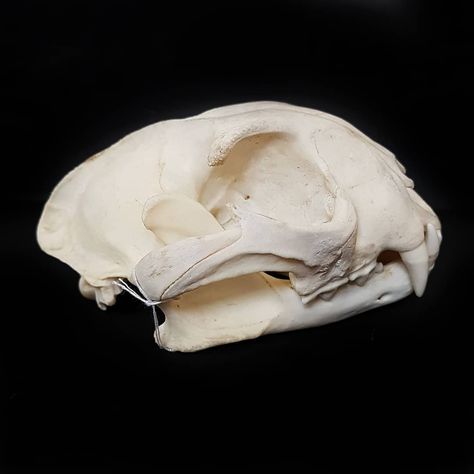 One more for #skullsundays today, the sweet flat face of my caracal skull 🙂 I love cat skulls!  #bones #skeleton #skulls #animalbones… Canine Skull, Creature Anatomy, Dog Skull, Skull Collection, Wolf Skull, Animal Teeth, Raccoon Dog, Vulture Culture, Cat Skull