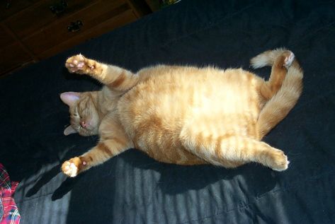 Vous avez le ventre bien rempli et dur ? C'est parfois aussi le cas pour nos amis félins, venez vite découvrir pourquoi!   #chat#cat#cats#animal#animaux#animals#ventre#gros#roux#dur#sleep#miaustore Fat Animals, Dog Recipes, Healthy Dog Treats, Funny Cat Pictures, Cat Health, Fat Cats, Healthy Dogs, What’s Going On, Cat Pics