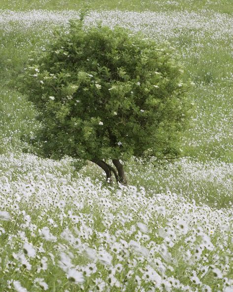 Daisy Field, The Meadows, Alam Yang Indah, Nature Aesthetic, Flower Field, Pretty Places, Shade Garden, Green Aesthetic, Pale Green