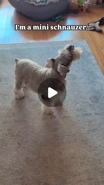 Schnauzer on Instagram: "I'm a Mini Schnauzer!
@clementine_the_mini_schnauzer
#schnauzer #schnauzerlove #schnauzerworld #schnauzerpuppy #schnauzermini #schnauzers #schnauzerlovers #schnauzer_lovers #schnauzergram #schnauzer_planet #schnauzerlife #schnauzer_feature #schnauzerofinstagram #schnauzeroftheday
#schnauzersofinstagram #schnauzermama
#schnauzerlover #miniatureschnauzer #minischnauzer #schnauzersrule #giantschnauzer #schnauzersofig #minitureschnauzer
#minatureschnauzer #standardschnauzer
#schnauzermania #schnauzertude #schnauzerpowe" Mini Schnauzer Grooming Haircuts, Schnauzers Funny, Schnauzer Grooming, Schnauzer Mix, Mini Schnauzer Puppies, Schnauzer Puppies, Standard Schnauzer, Miniature Schnauzer Puppies, Schnauzer Puppy