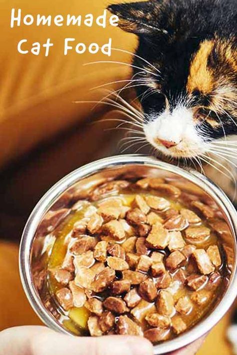 Homemade Cat Food – Is It The Right Choice For You? Homemade Cat Treats Recipes, Cat Food Recipes, Diy Cat Food, Healthy Cat Food, Homemade Cat Food, Best Cat Food, Cat Nutrition, Kitten Food, Homemade Cat