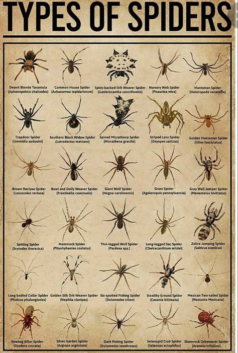 Spray For Spiders, Spider Identification Chart, Spider Identification, Spider Repellent, Different Spiders, Reptile Shop, Spiders Repellent, Huntsman Spider, Brown Recluse Spider