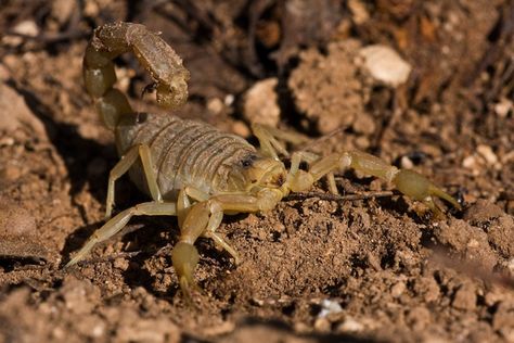 Deathstalker Scorpion, Arachnids Spiders, Dangerous Creatures, Indian Desert, Deadly Creatures, Desert Animals, Scorpion Tattoo, List Of Animals, Types Of Animals