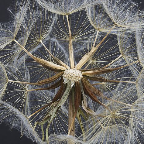 'It is time to go, seed dispersal begins' - a digital photograph by cas lad on Flickr, York, England Oyster Plant, Foto Macro, Seed Dispersal, A Dandelion, Dandelion Seed, Dandelion Flower, Time To Go, Seed Pods, Natural Forms