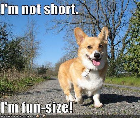 fun size! #corgi Quotes Change, Funny Corgi, Corgi Pictures, Dog Fun, Quotes Happiness, Quotes Famous, Corgi Funny, Quotes Friendship, Corgi Butts